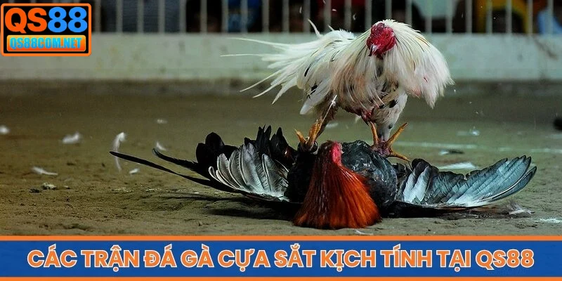 Các trận đá gà cựa sắt kịch tính tại QS88